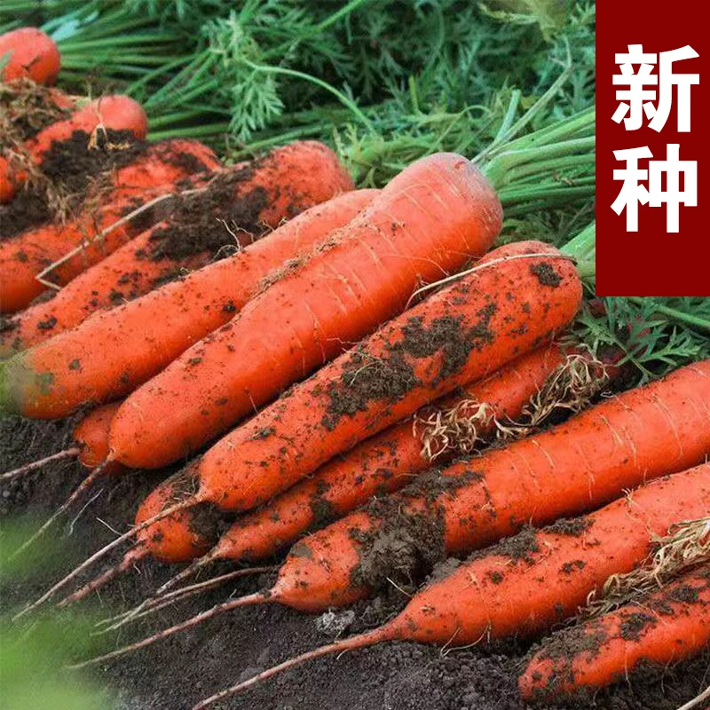 （全店满5元包邮）胡萝卜种子籽种红胡萝卜蔬菜农家种孑