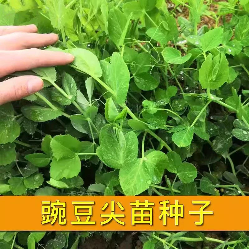 （全店满5元包邮）无须豌豆豆苗青菜芽苗菜四季播农家蔬菜种子