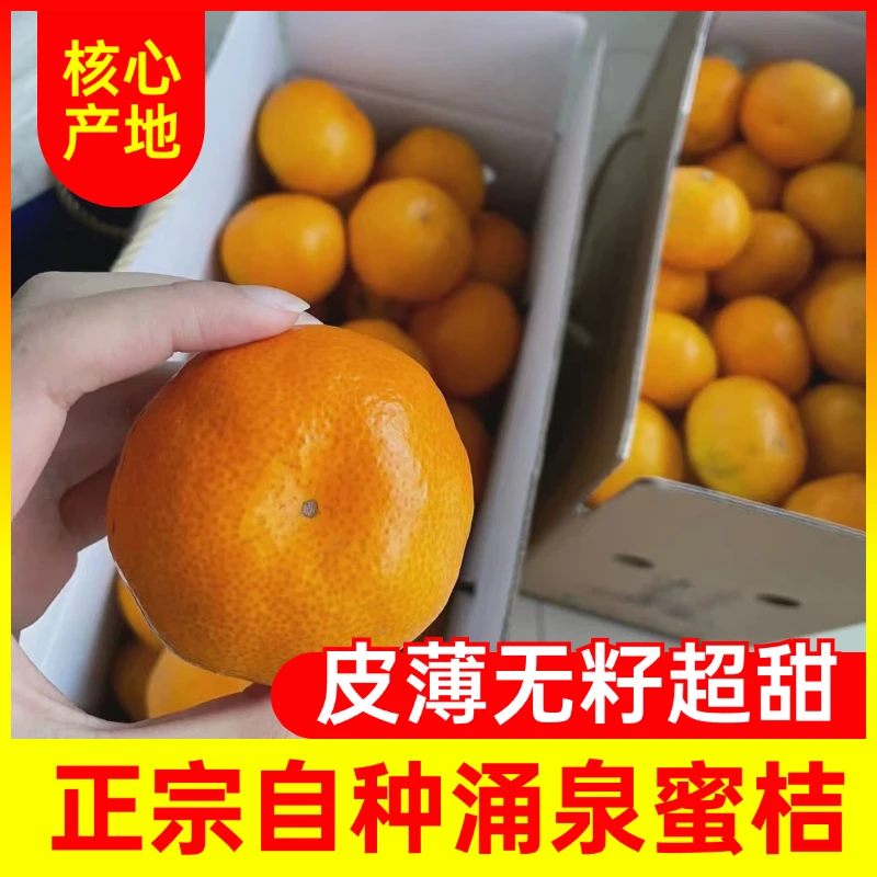 正宗涌泉蜜桔5斤礼盒装当季水果新鲜桔子浙江台州黄岩蜜橘无核