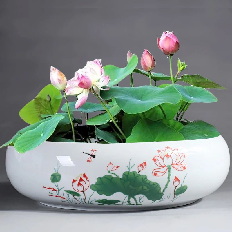 无孔不漏水水培养睡莲花盆碗莲铜钱草专用大花盆陶瓷养鱼花缸器皿