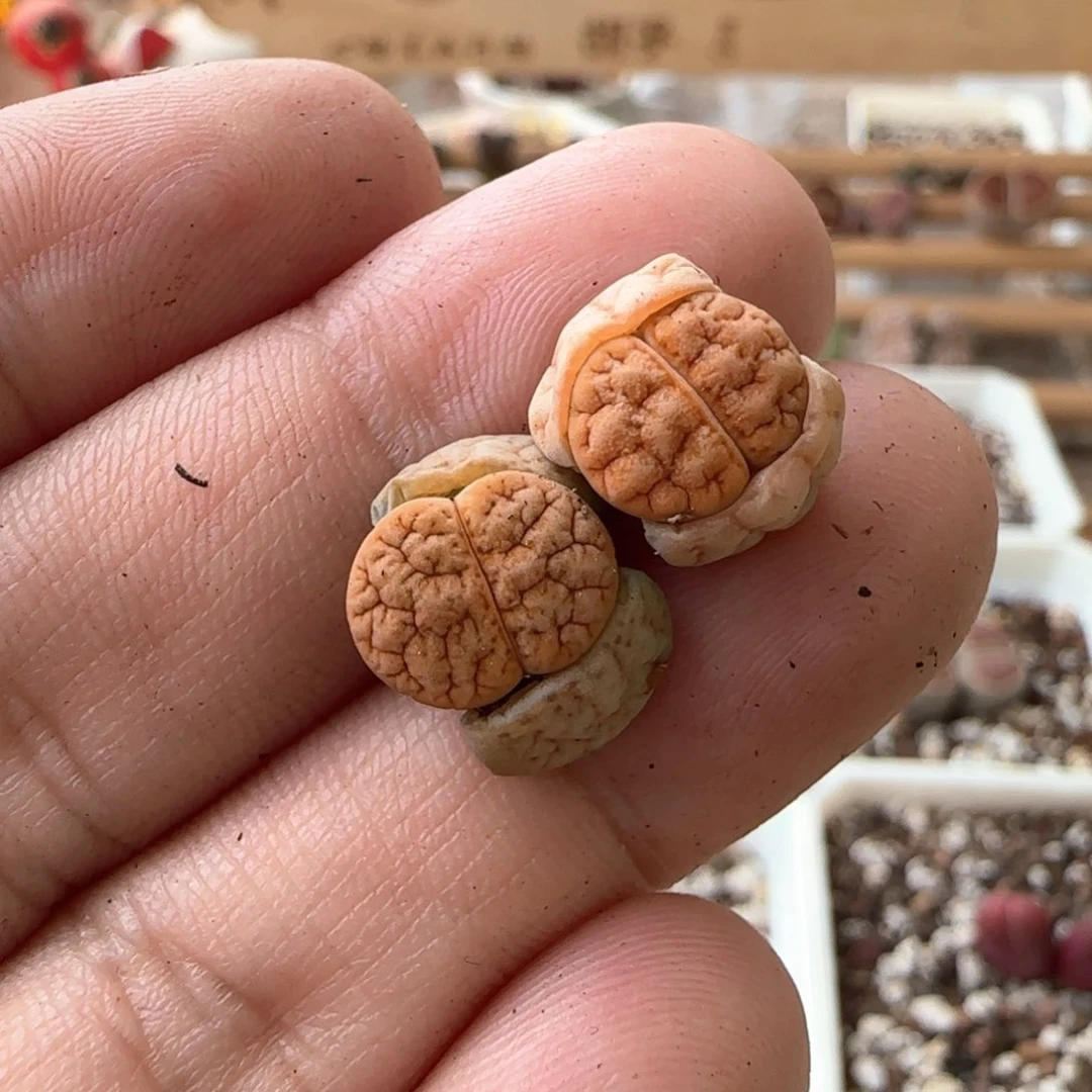 散*生石花 189杂309aF2