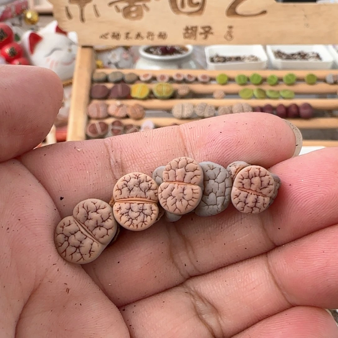 夜*子生石花 荒玉C261
