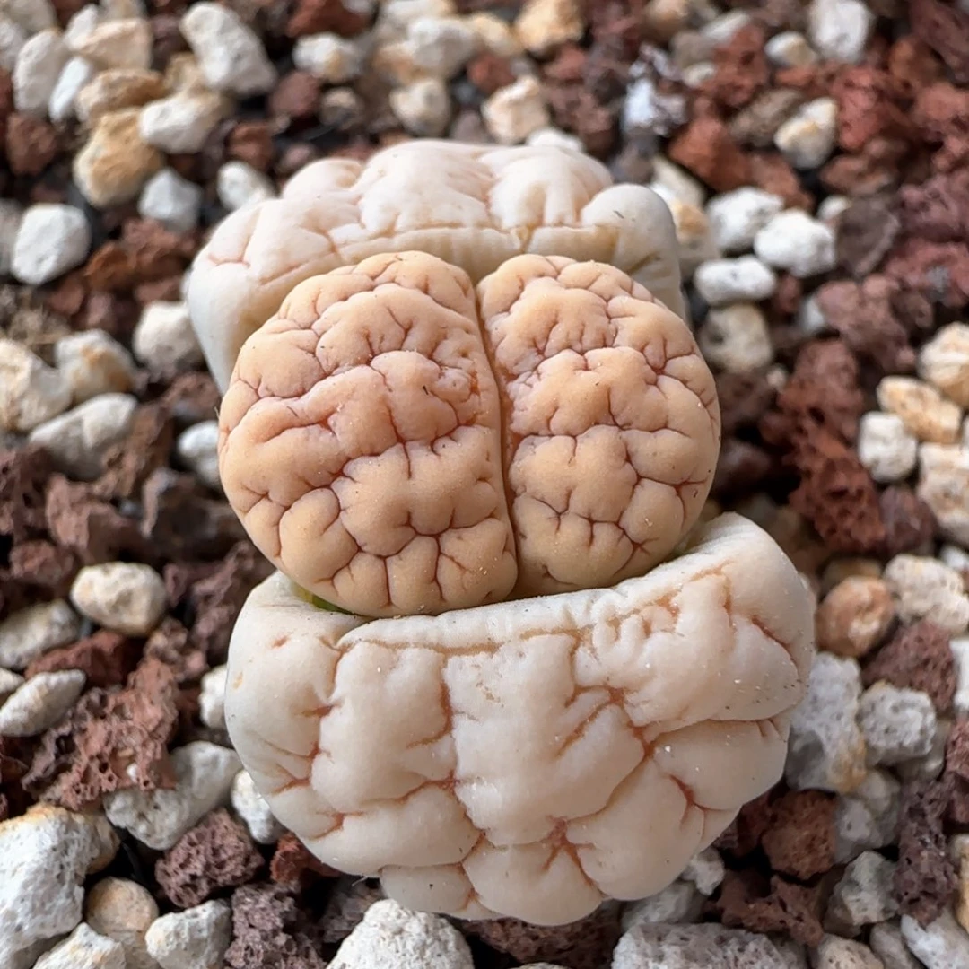 生石花 荒玉189胡