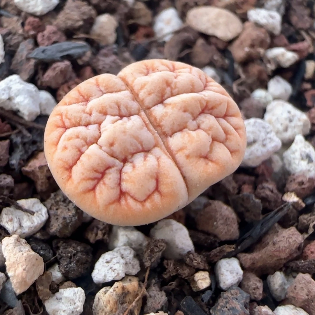 生石花 189杂309aF2