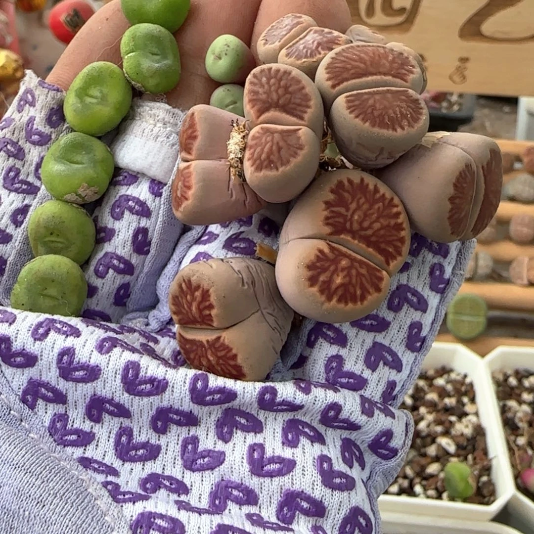 L****生石花菊 肉锥水晶鞋 小红嘴