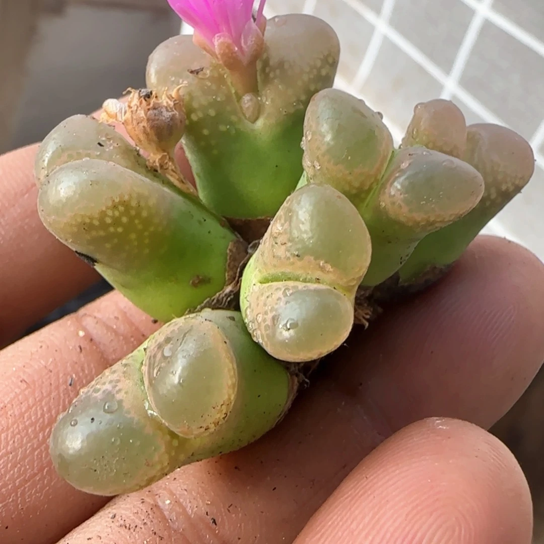 风铃多年群生母本