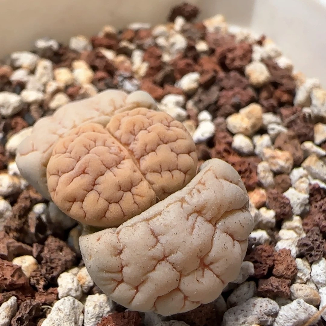 生石花 荒玉189胡