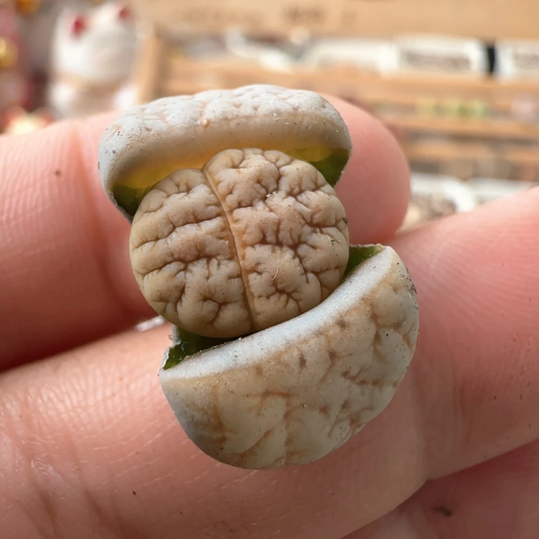 劳****?生石花 189杂309aF2