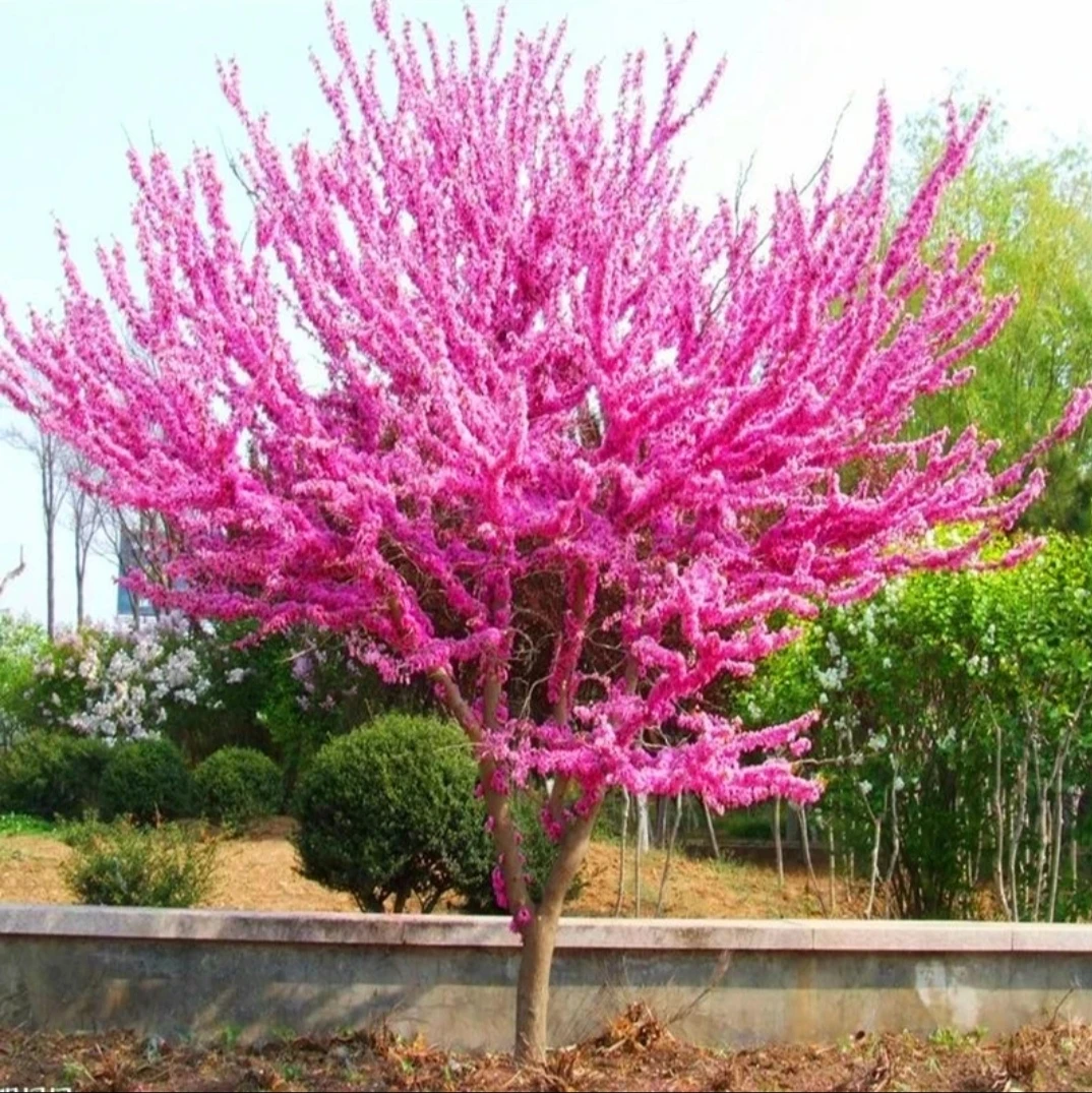 庭院绿化树苗 紫荆树苗 紫荆花苗 满条红 花卉观花植物 紫荆花
