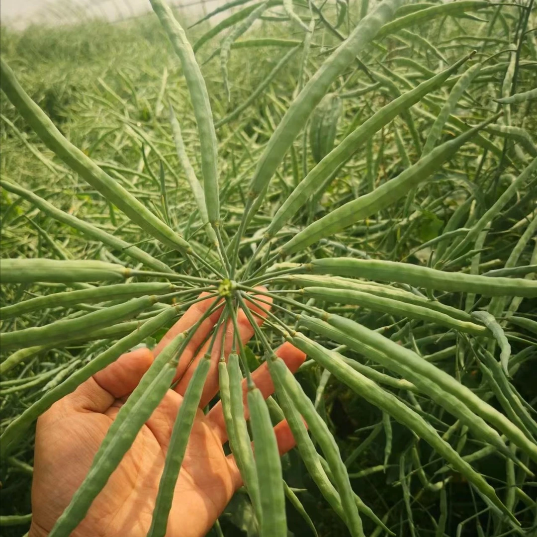 HUAYILONG/华益龙油菜种子 华油999 抗倒  籽粒大