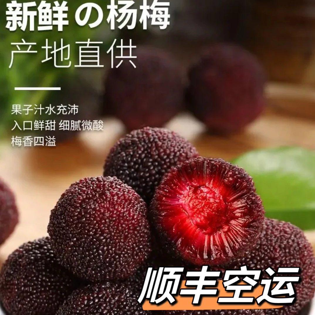 【高端东魁颗粒装】浮宫东魁杨梅颗粒包装杨梅自然成熟新鲜采摘冷链