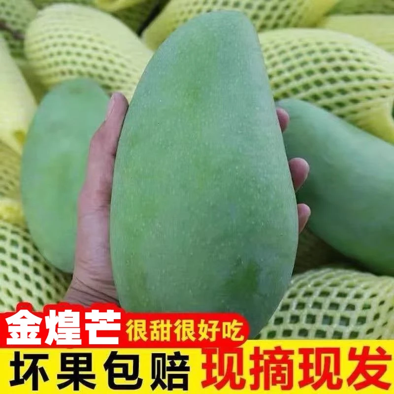 金煌芒特大芒果新鲜10斤包邮水果当季果青芒果越南金煌大果