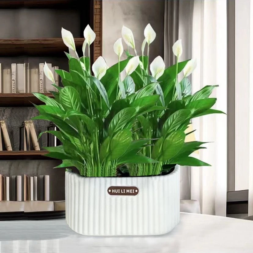 【花之花田】白掌一帆风顺室内客厅好养活盆栽绿植办公室土培开花