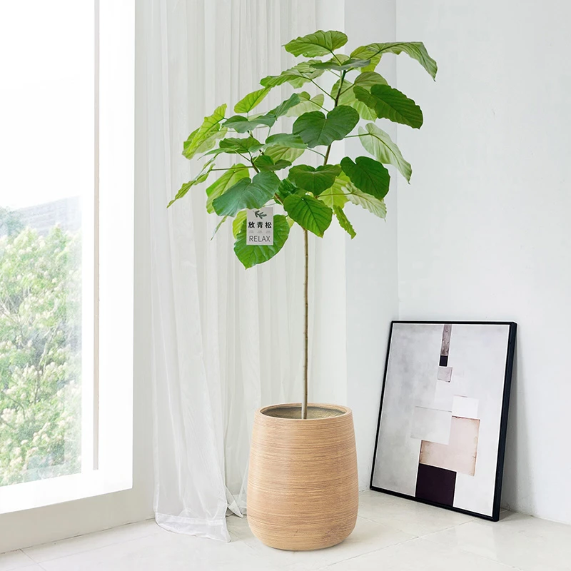爱心榕日本心叶榕树大型观叶绿植乔迁新居室内办公室四季常青盆栽