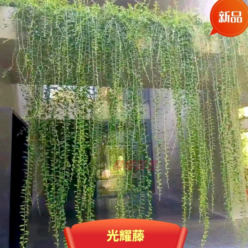 光耀藤盆栽藤本垂吊绿植物庭院室内阳台热带景观园林好养四季常青