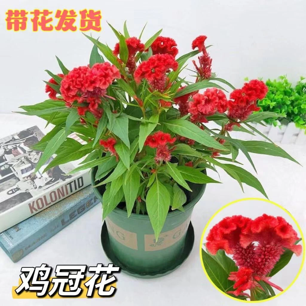 鸡冠花盆栽带花发货四季耐晒耐热庭院阳台好养鲜花花卉花期长植物