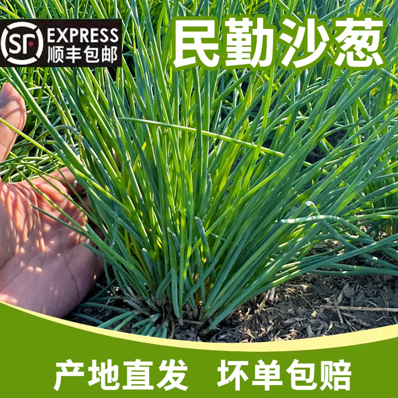【顺丰快递】甘肃民勤鲜嫩新鲜沙葱现摘沙葱2/3/5斤沙葱食用