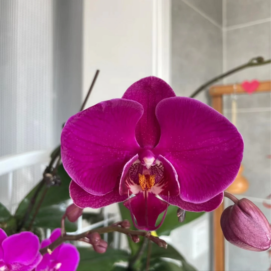 微瑕，带花剑《火凤凰》2.8寸杯蝴蝶兰花苗