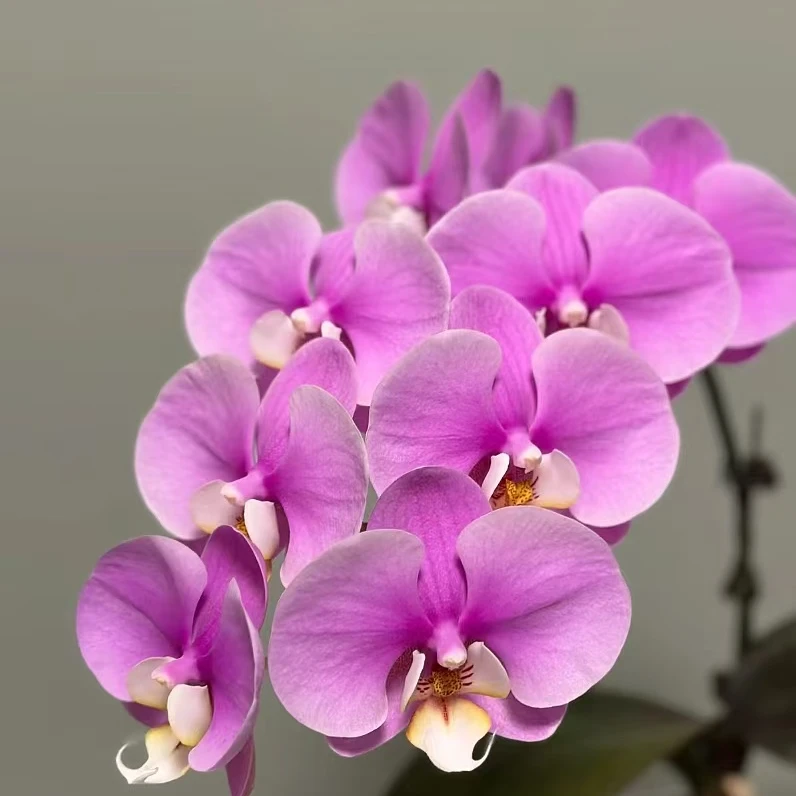 带花剑《两颗安娜》2.8寸杯粉花系，蝴蝶兰花苗