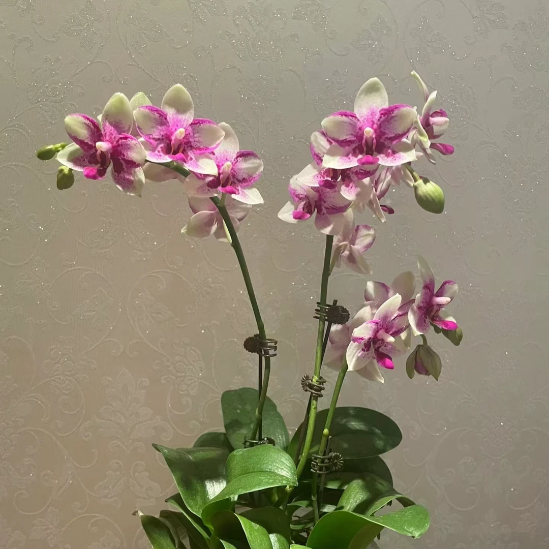 带花剑<紫钻>3.0寸蜡质花，花期久，蝴蝶兰花苗