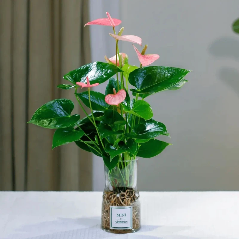（3-5朵花）粉掌水养红掌鲜花绿植办公室内桌面好养活四季开花卉
