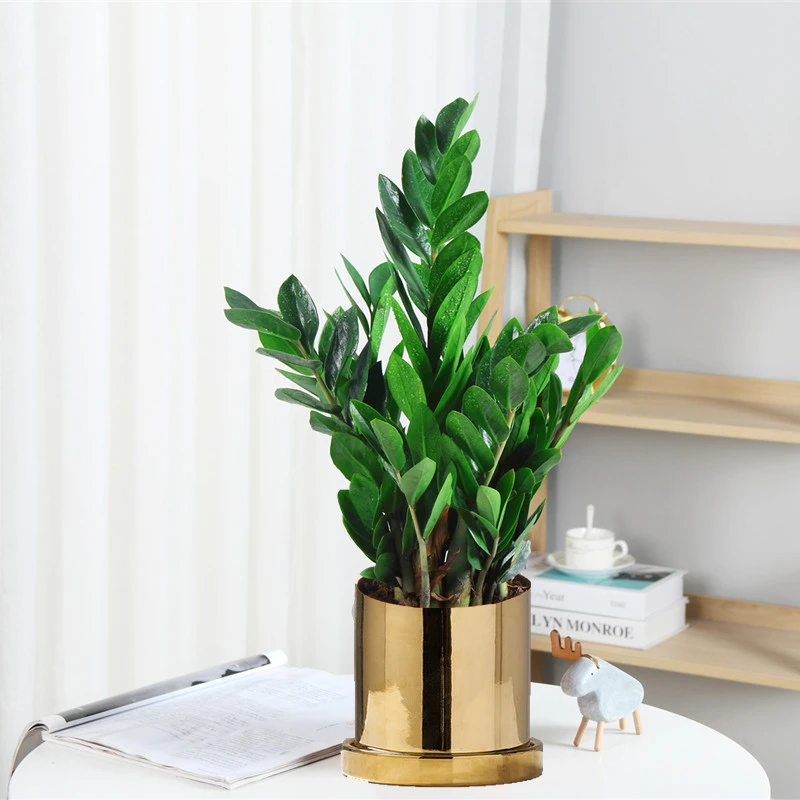 花卉大型好养摇钱盆栽金钱树植物招财小发财树客厅大绿植串子室内