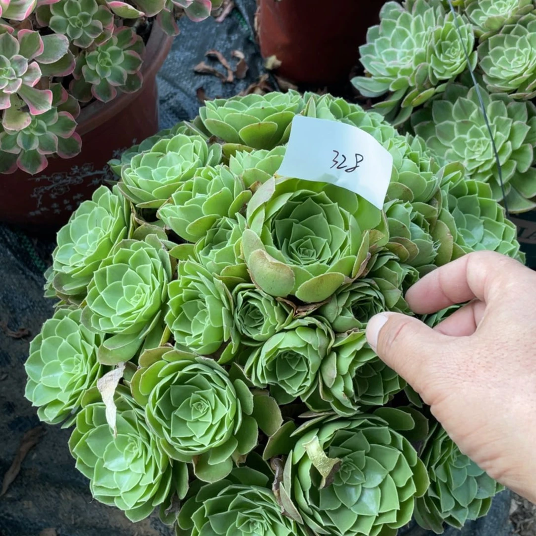 用****1老五多肉32811111111