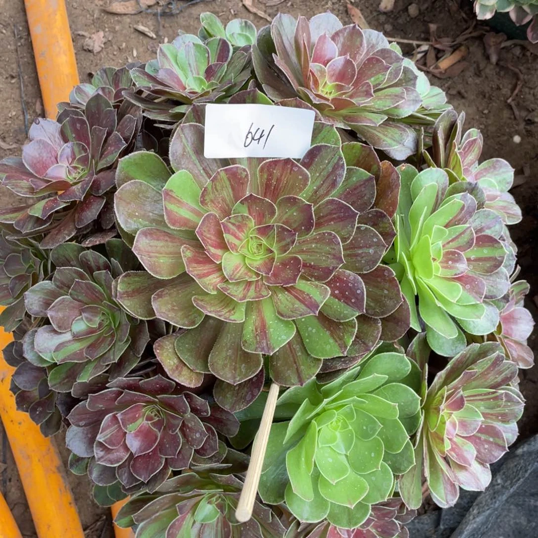 ?**弍老五多肉641111111