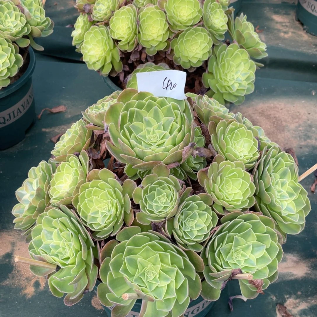 老五多肉420111111