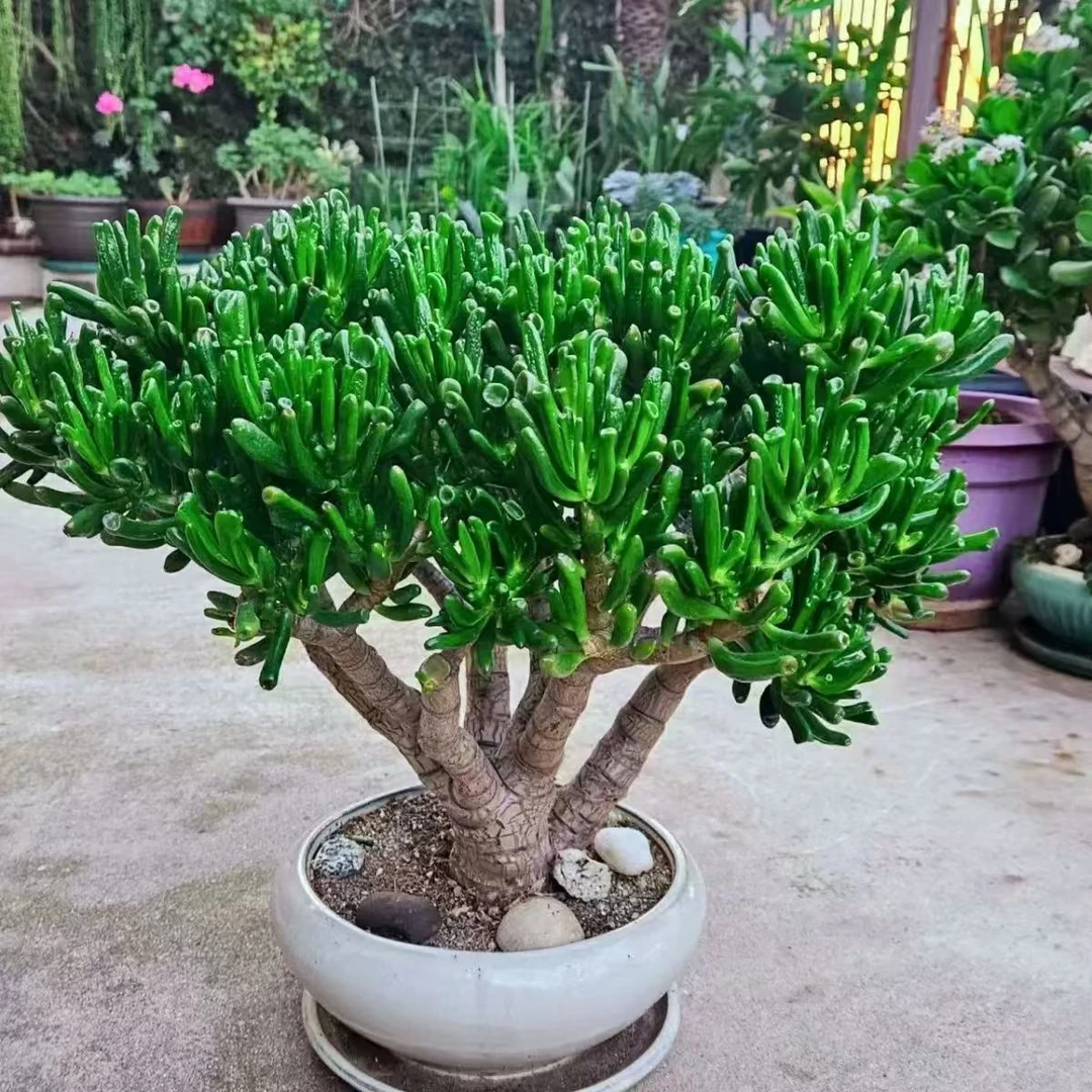 精品多肉绿植  吸财树 超大号