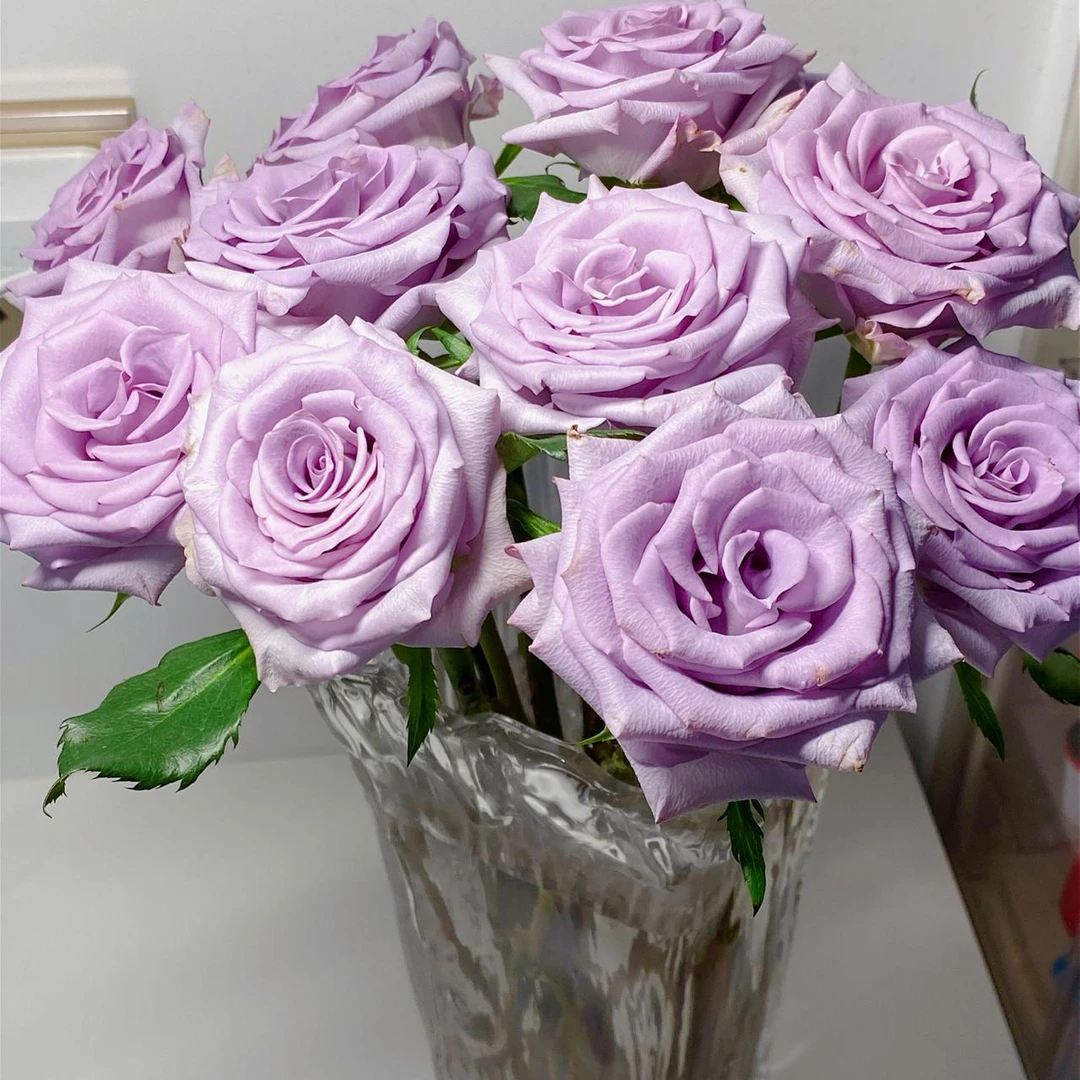 【海洋之歌玫瑰】  鲜花玫瑰 昆明基地直发