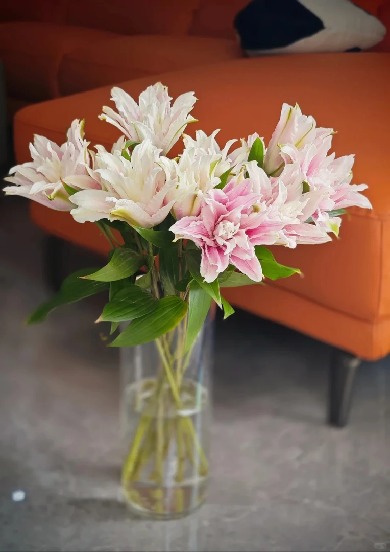 【火星之恋重瓣香水百合】两单升级空运 鲜花百合 昆明基地直发