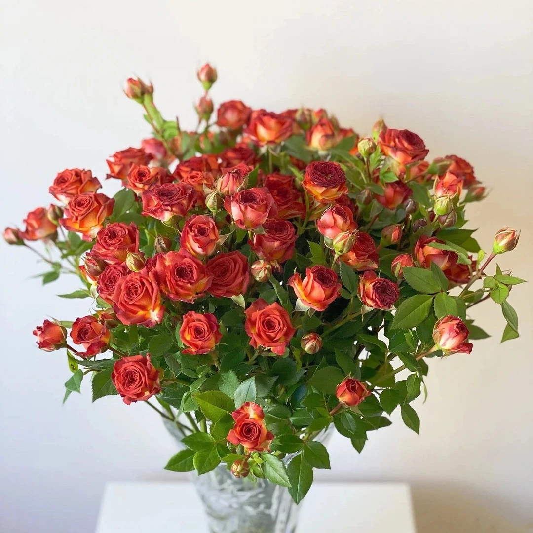 【巧克力多头玫瑰】云南鲜切花 高品质生活瓶插花 基地直发