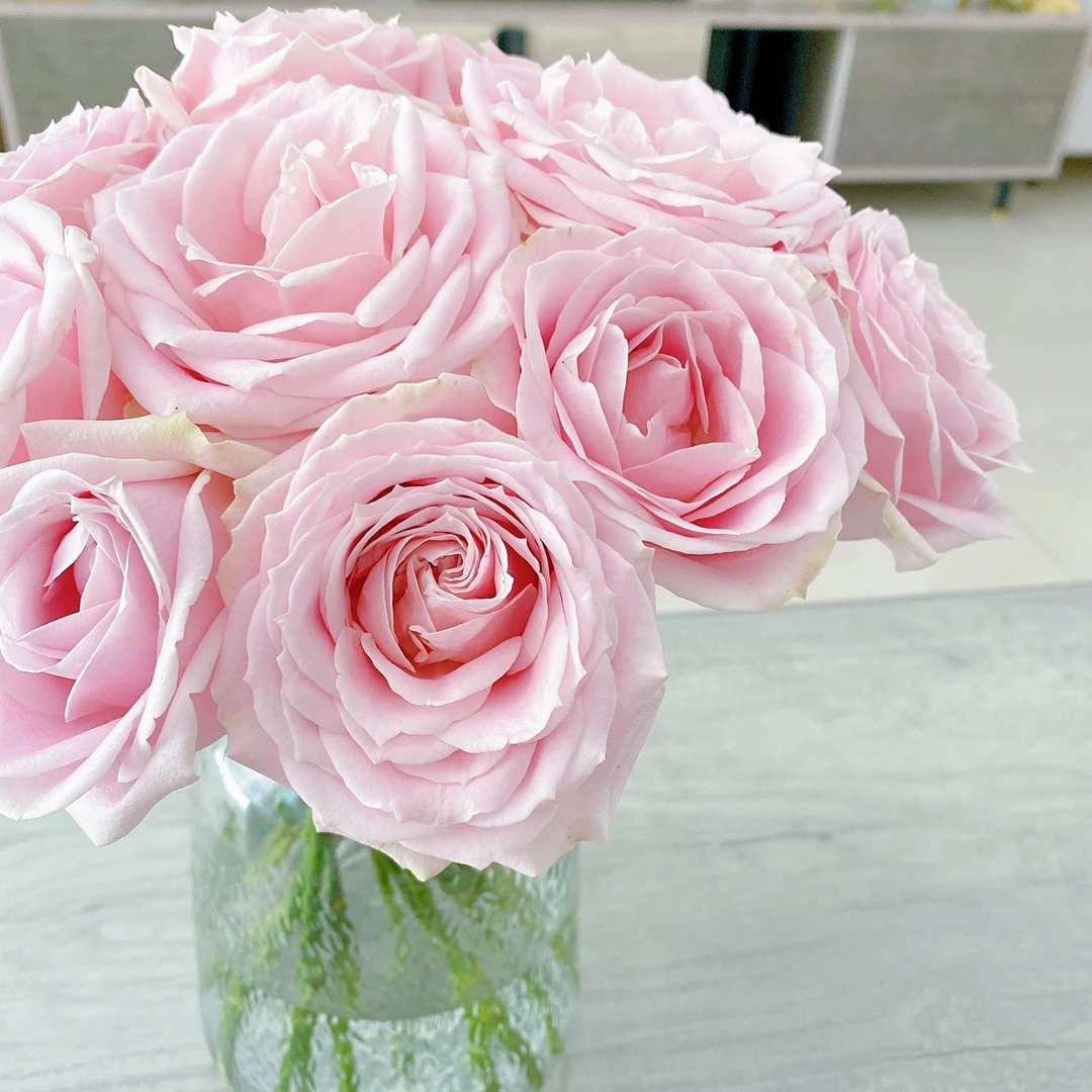 【粉红雪山玫瑰】 两单升级空运 鲜花玫瑰 昆明基地直发