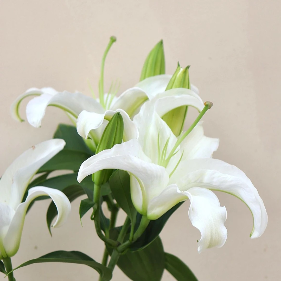 【西伯利亚香水百合】云南鲜切花 高品质生活瓶插花 基地直发