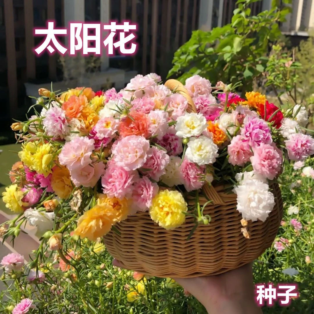 重瓣太阳花种子四季播种懒人好打理的四季种植种子室内外庭院观赏