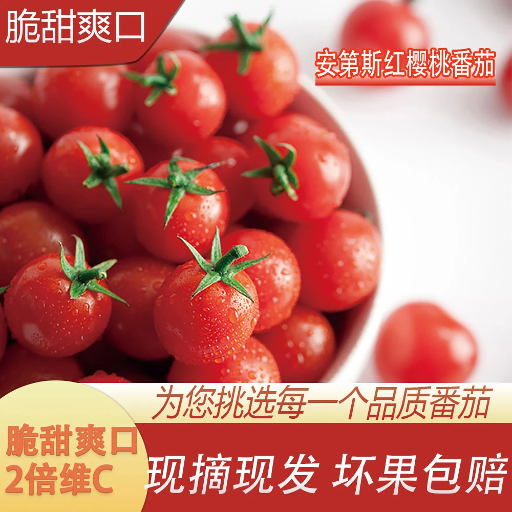 春沐源安第斯红樱桃小番茄新鲜多汁圣女果新鲜采摘产地直发