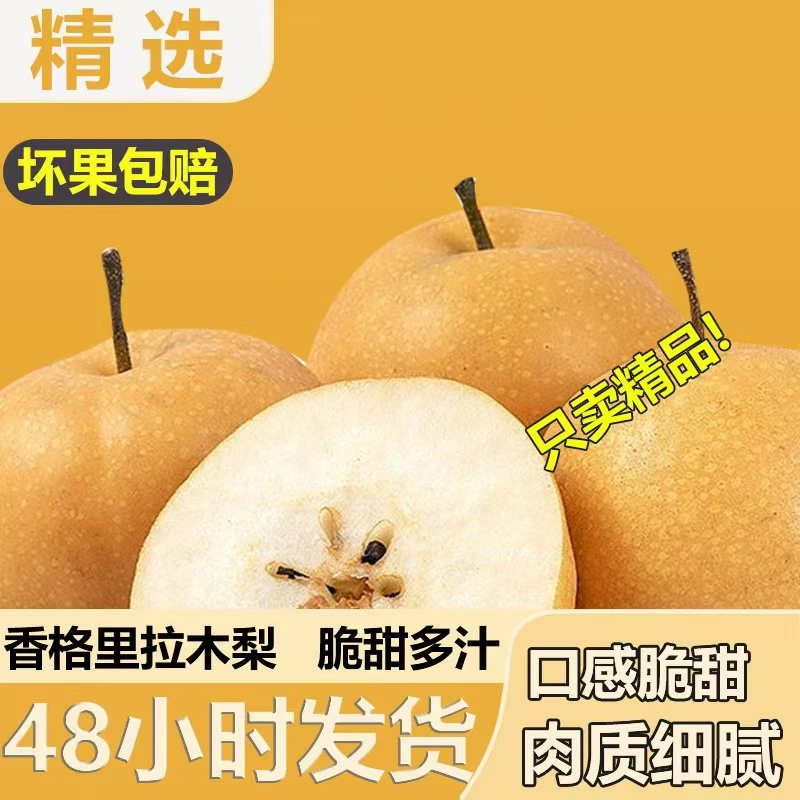 正宗香格里拉当季小果木梨新鲜雪梨应季水果清脆多汁