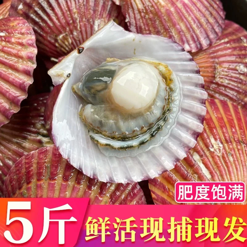 鲜活小红贝扇贝 海鲜水产5斤装