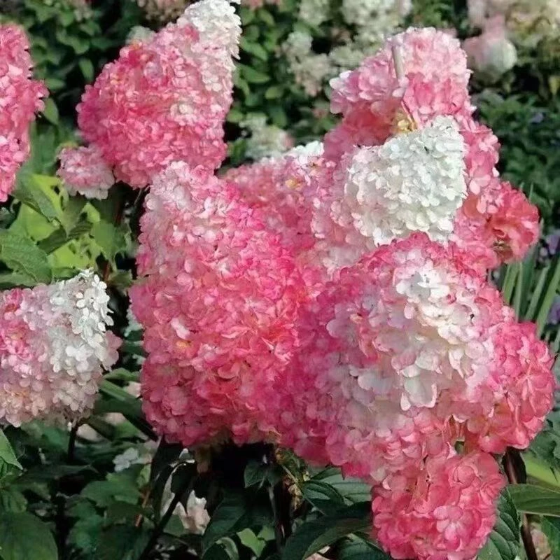 【香草草莓】1加仑圆锥绣球锥形绣球宝塔绣球原盆原土包成活发货