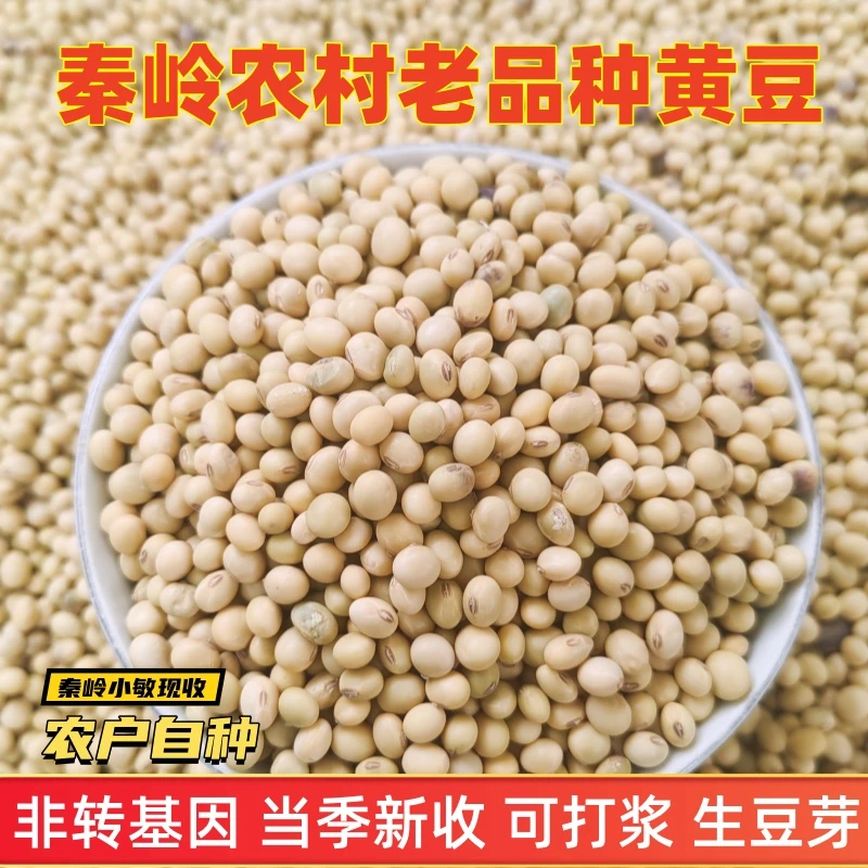 现收秦岭农户自种小黄豆大豆五谷杂粮可以生豆芽打豆浆