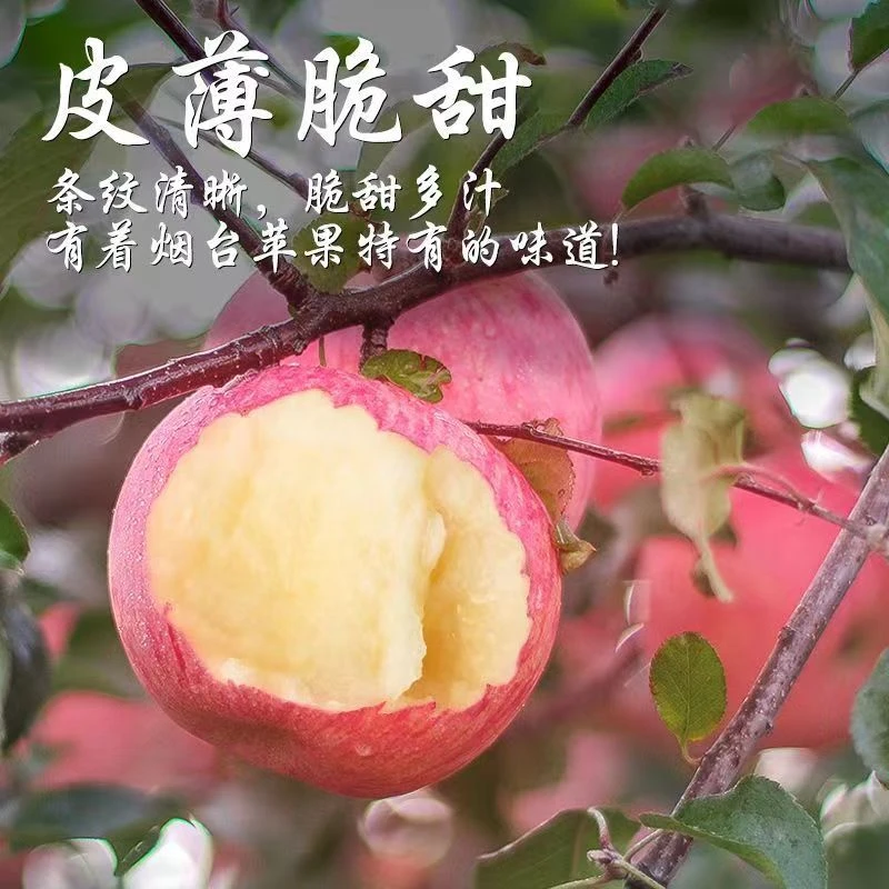 山东烟台红富士苹果水果4.5斤装新鲜当季脆甜冰糖心苹果爱吃