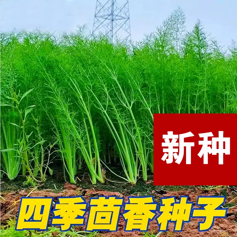【全店满五包包邮】茴香菜种籽蔬菜种子孑小茴香菜