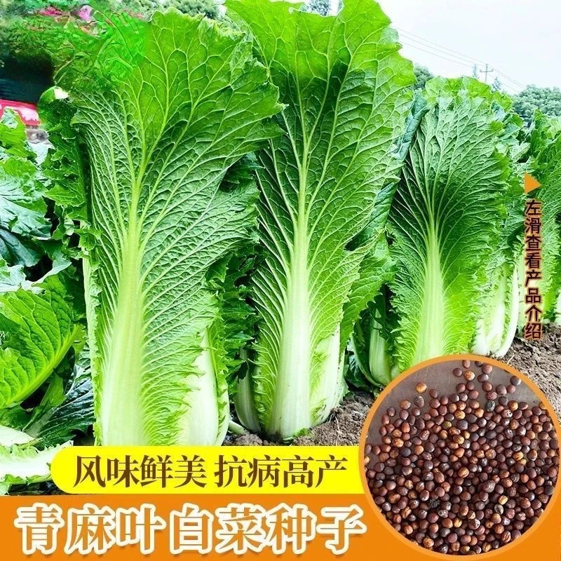 【全店满五包包邮】天津青麻叶大白菜种子直筒包心春秋播绍菜青口