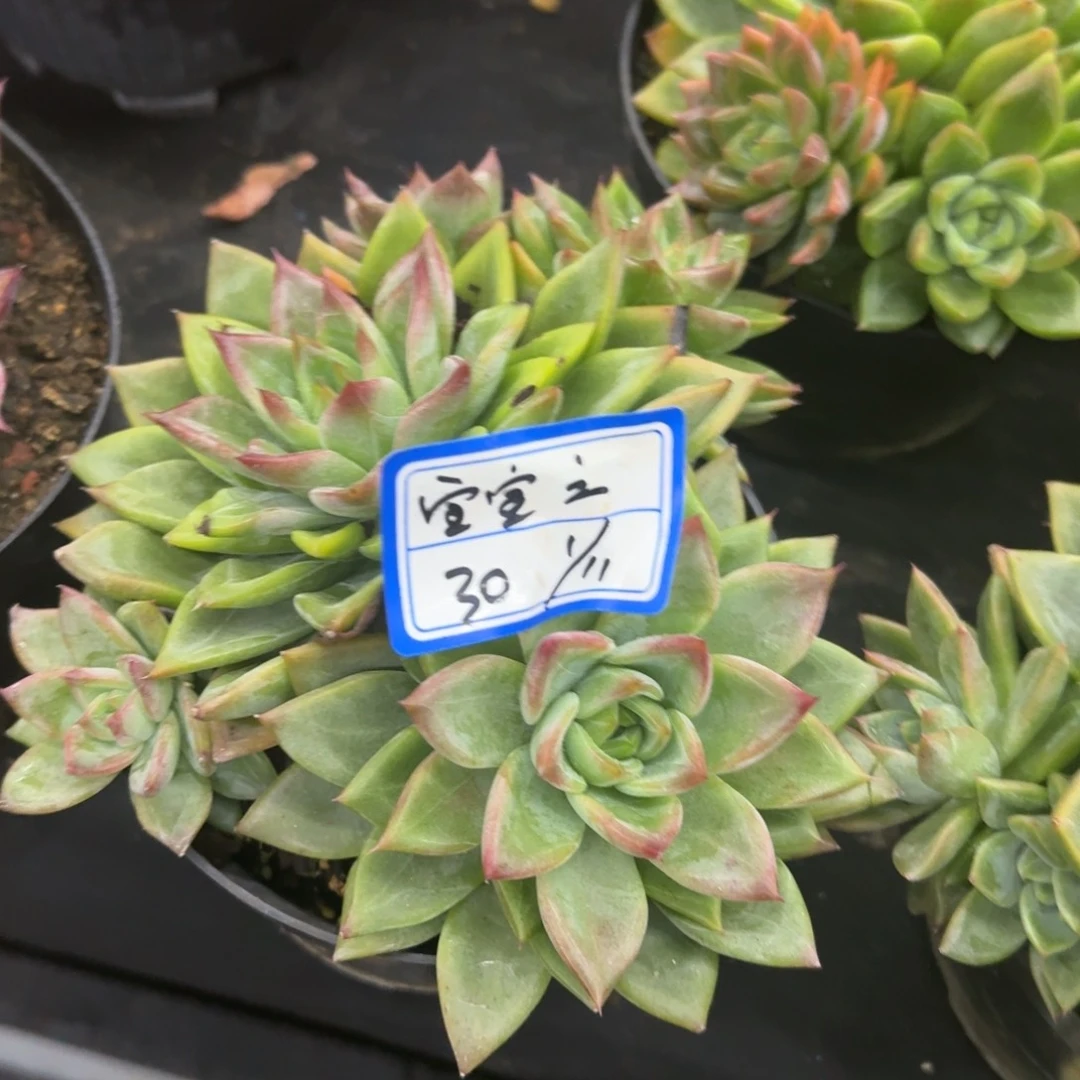 六*凡艺多肉美人杂