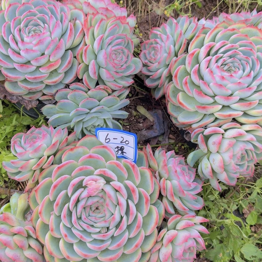 蓝**云6-20侧隐凡艺多肉