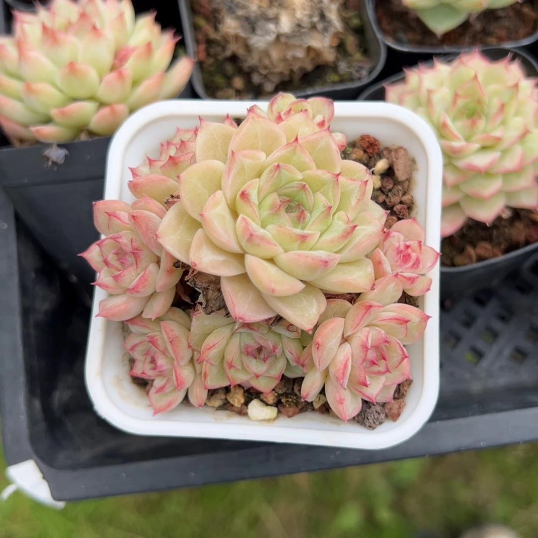 齐*优选山茶花女王6092