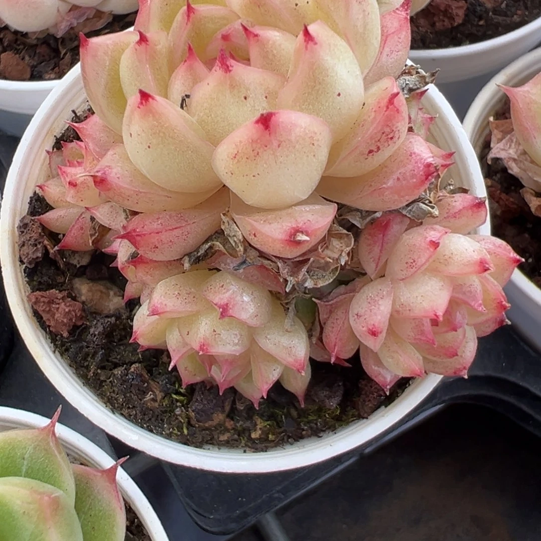 优选麦秆小精品6586