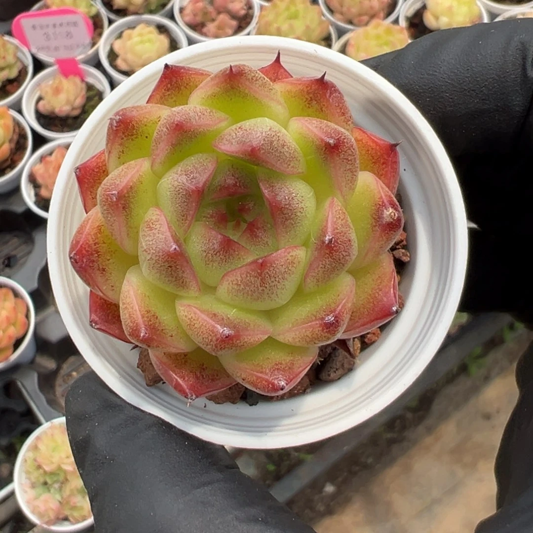 优选麦秆小精品3108