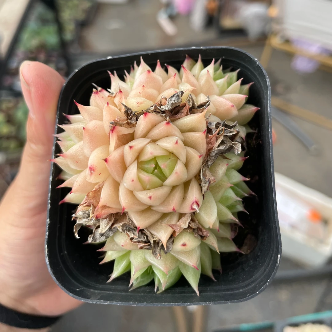 优选麦秆群生一颗